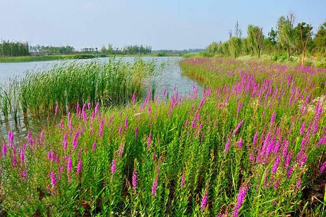 潘安湖国家湿地公园