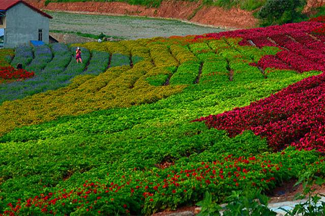 中国香山寿香谷