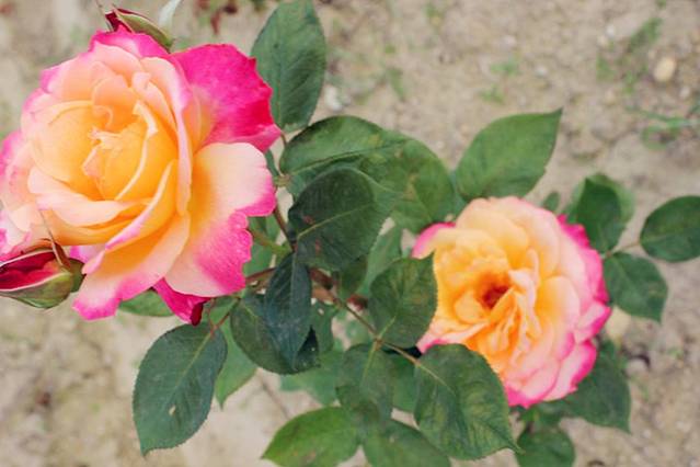 伊甸园玫瑰观光景区