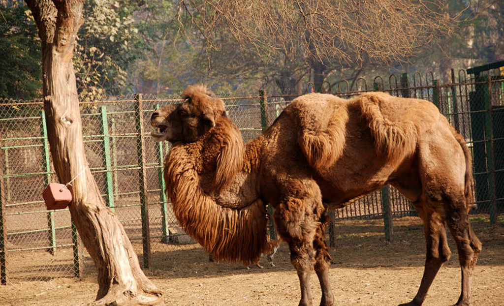 开罗动物园giza zoo