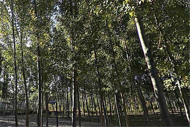 张各庄人民公园