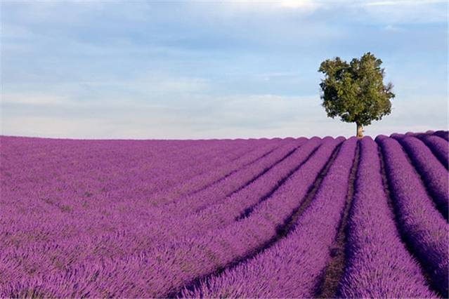 阿伊朵薰衣草庄园