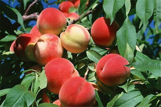 豫星农业观光园