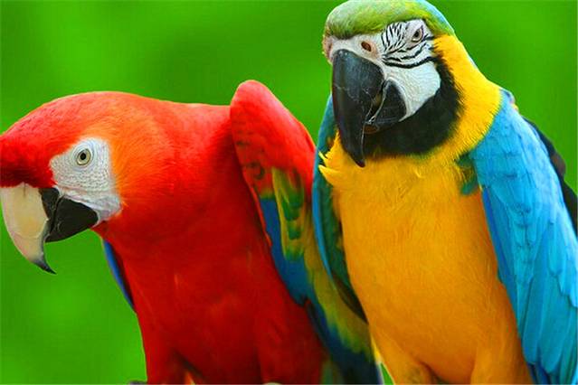 北京南宫鹦鹉园