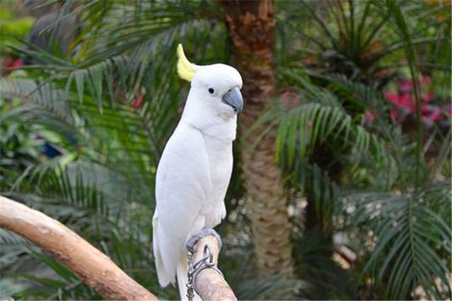 北京南宫鹦鹉园