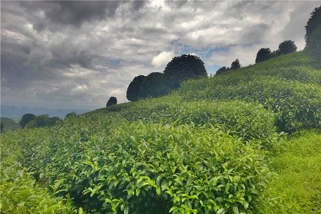 阳朔茶观园景区