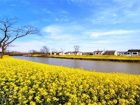 常阴沙花海旅游景点图片