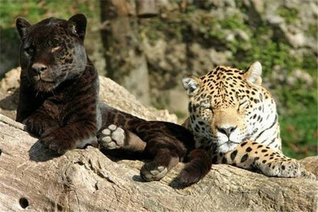 萨尔茨堡动物园 