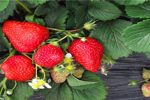 牛牛久久草莓园