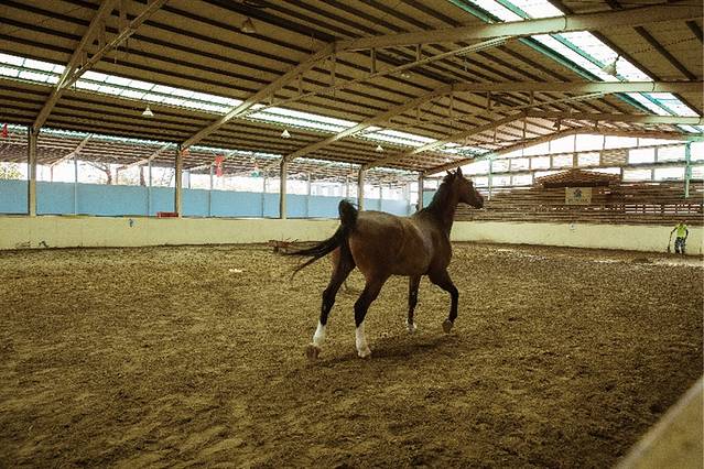 绿野马术俱乐部