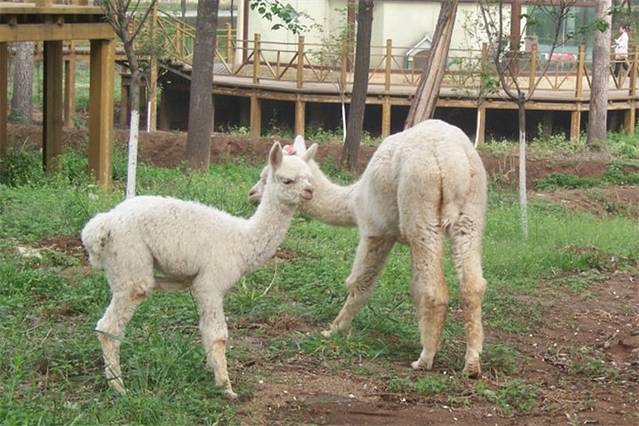 焦作市森林动物园