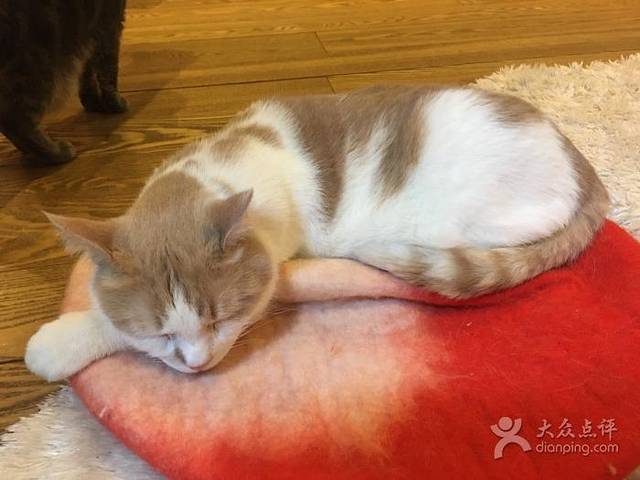 猫の时间