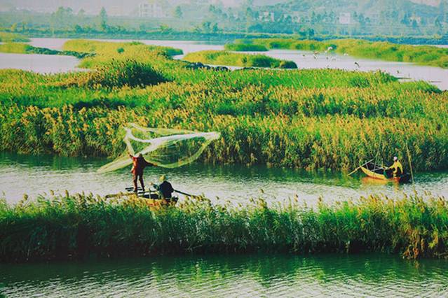 银湖湾湿地公园
