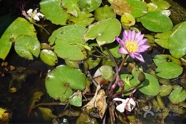 Spicy Thai Noodle Place