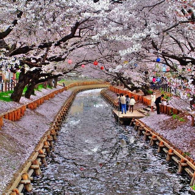 Sakura Japan