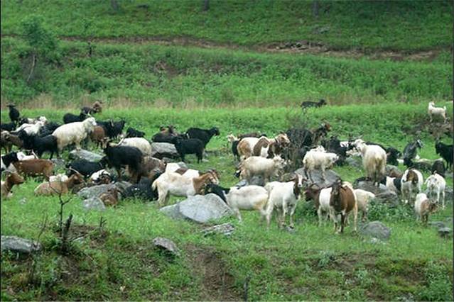 东方国际狩猎场