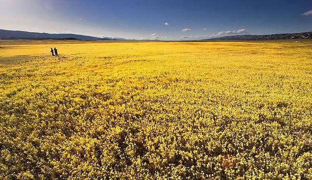 Carrizo Plain