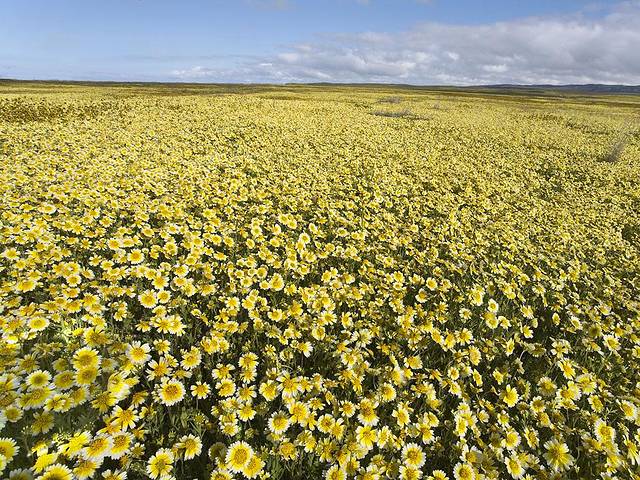 Carrizo Plain