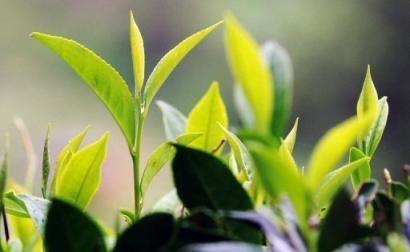 斯里兰卡红茶协会