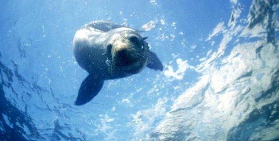 与海豹同游