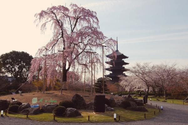京都樱花和服店