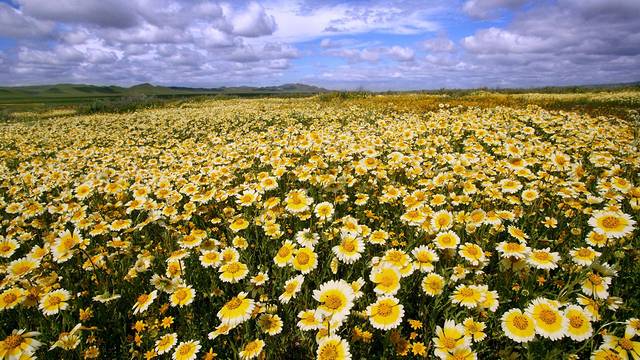 Carrizo Plain