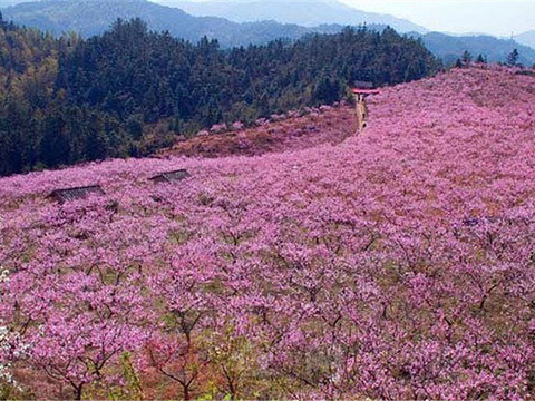 万亩桃园旅游景点图片