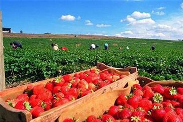 贝伦伯格草莓农场