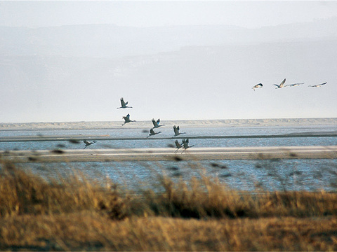 焦作温县黄河滩湿地