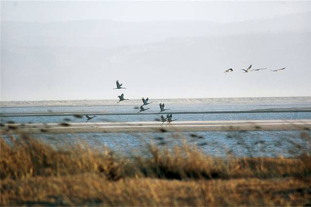 焦作温县黄河滩湿地
