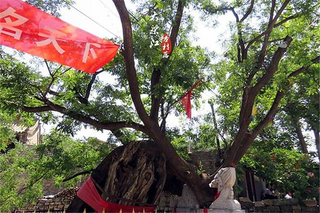 大梁江村大槐树
