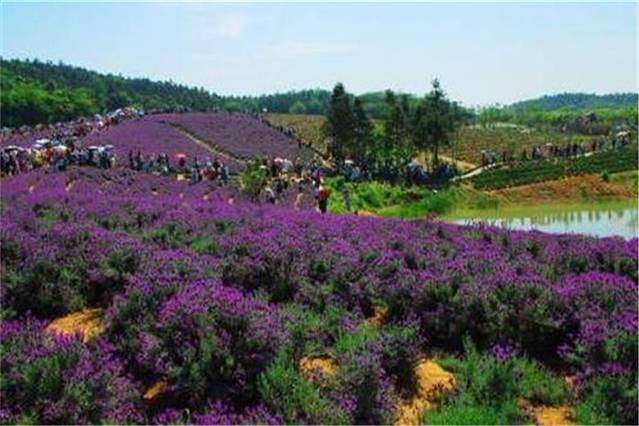 香草湾薰衣草主题乐园