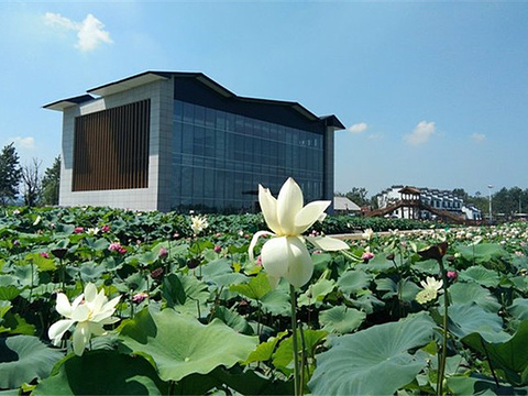 西埂莲乡旅游景点图片