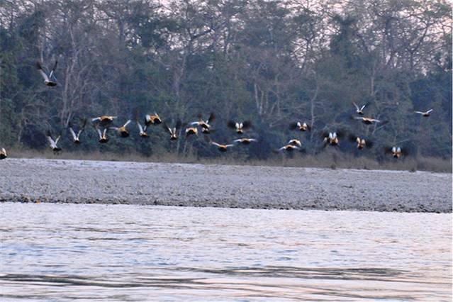 奇特旺那纳雅尼河