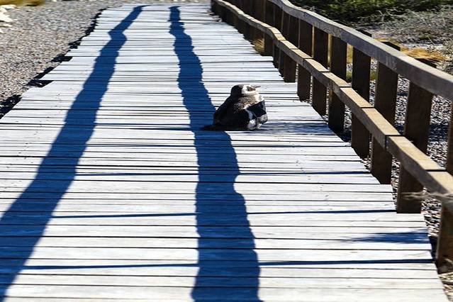 蓬通博企鹅保护区