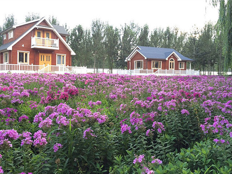 梦幻紫海香草庄园旅游景点图片