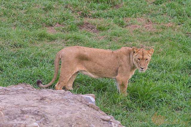 南紀白浜アドベンチャーワールド