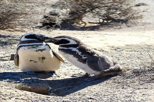 蓬通博企鹅保护区