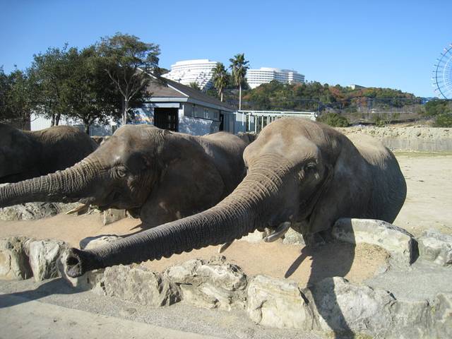 南紀白浜アドベンチャーワールド