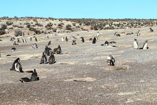蓬通博企鹅保护区