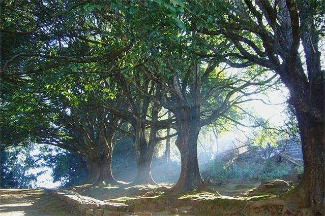 千手观音古树群