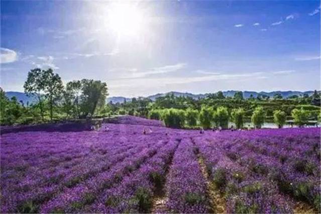 维罗纳薰衣草庄园