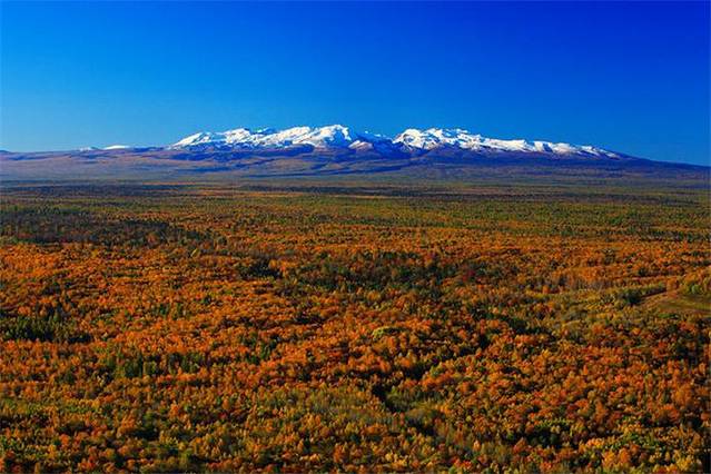 长白山野山参生态园