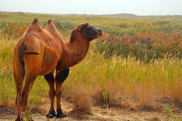 敦煌西湖湿地生态公园