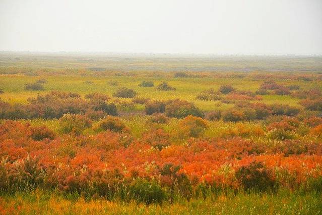 敦煌西湖湿地生态公园
