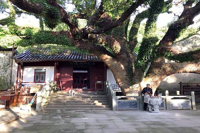 普陀山风景名胜区樟香园-千年古樟