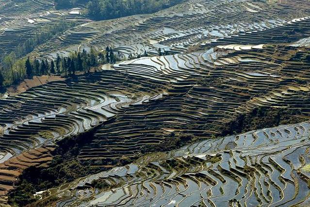 黄草岭梯田景区