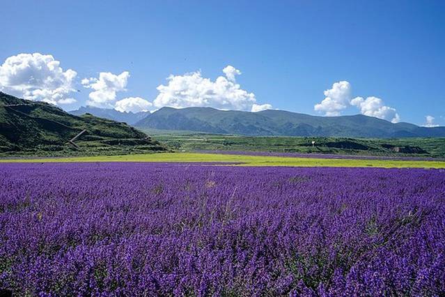 薰衣草花田