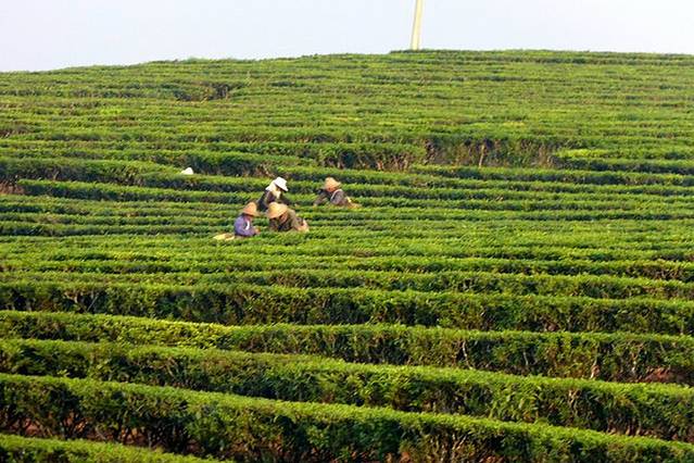 西双版纳龙园茶场