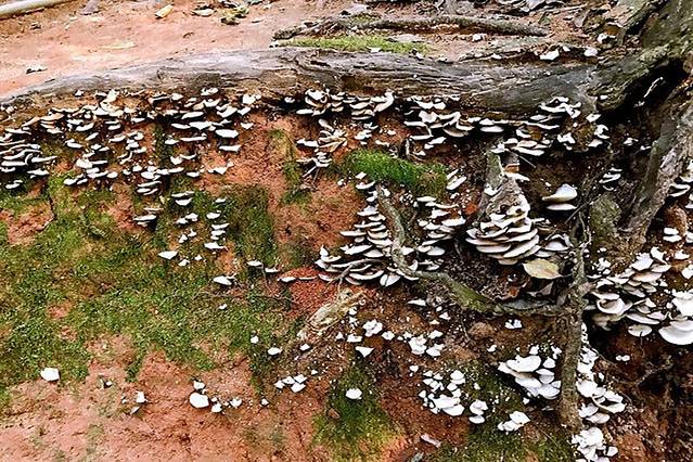普陀山风景名胜区樟香园-千年古樟
